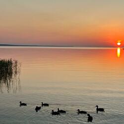 Пазл: Утки на закате