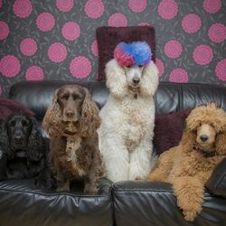 Пазл: Пуделя