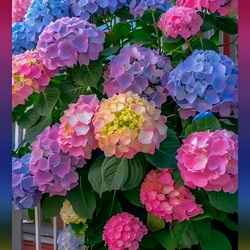 Пазл: Куст гортензии