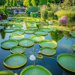 Пазл: Тарелочки на воде