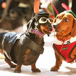 Пазл: На маскараде как-то раз