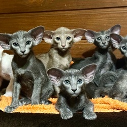 Пазл: Выбери себе эльфа