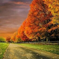 Пазл: Красивая  осень