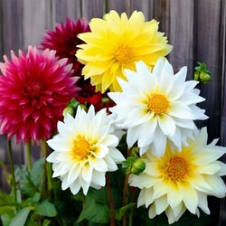 Пазл: Георгины