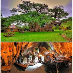 Пазл: Бар  в  баобабе