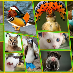 Пазл: Веселые зверюшки