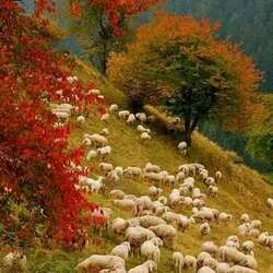 Пазл: В горах