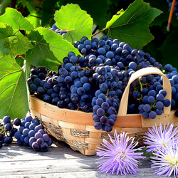Пазл: Виноград