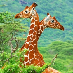 Пазл: Жирафы