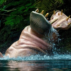 Пазл: Бегемот