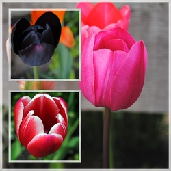 Пазл: Тюльпаны