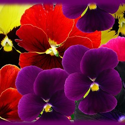 Пазл: Виолы