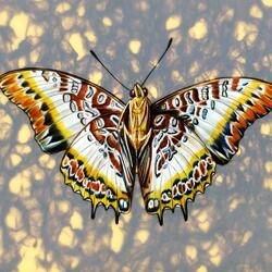Пазл: Африканская бабочка (african butterfly)