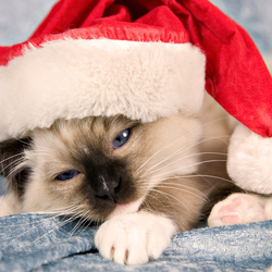 Пазл: Счастья бы в Новом Году