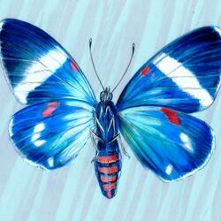 Пазл: Электрическо-синий мотылек (electric blue moth)