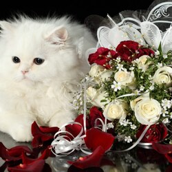 Пазл: Котик на свадьбу