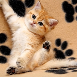 Пазл: Юный гимнаст