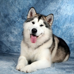 Пазл: Маламут