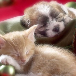 Пазл: Праздничные сны