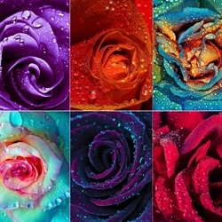 Пазл: Бутоны роз