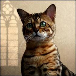 Пазл: Грустный кот 