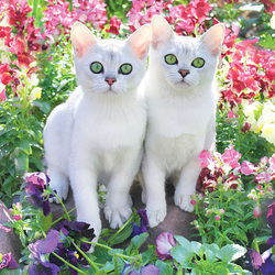 Пазл: Мы внимательно Вас слушаем