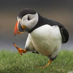 Пазл: А я иду, шагаю