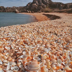Пазл: Ракушечный пляж