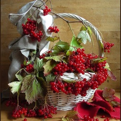 Пазл: Калина