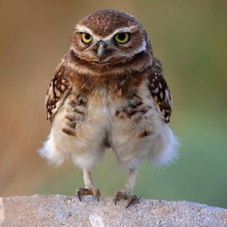 Пазл: В шортах я 