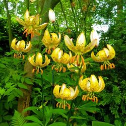 Пазл: Лилии-мартагоны