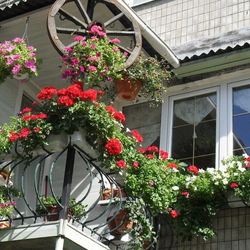 Пазл: Цветущий балкончик