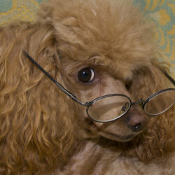 Пазл: Собираюсь почитать