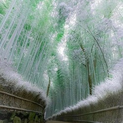 Пазл: Лес зимой