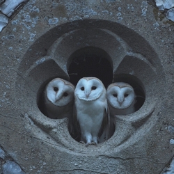 Пазл: Совушки