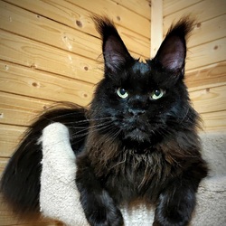 Пазл: Милый котик