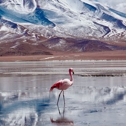 Пазл: Фламинго на прогулке