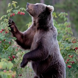 Пазл: По малину