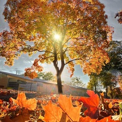 Пазл: Кленовый закат