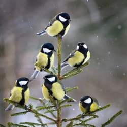 Пазл: Украсили ёлочку