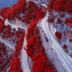 Пазл: Красный лес