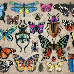 Пазл: Бабочки