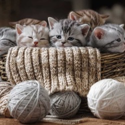 Пазл: Котята в корзинке