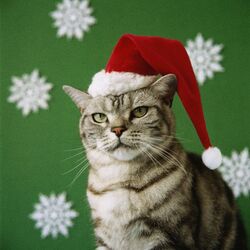 Пазл: Котик 