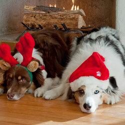 Пазл: Ожидание праздника