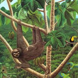 Пазл: Мир дикой природы