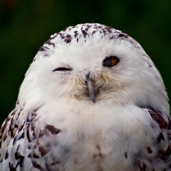 Пазл: Совушка