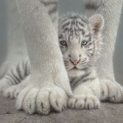 Пазл: Белые тигры
