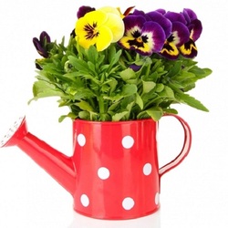 Пазл: Анютины глазки