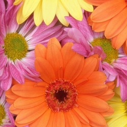 Пазл: Яркие герберы